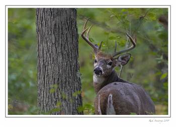9pt buck 1i.jpg